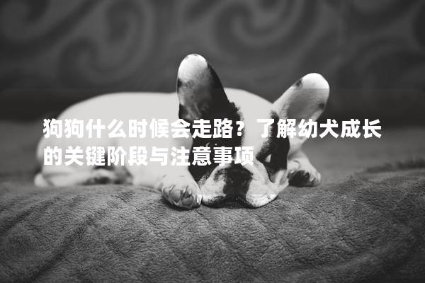 狗狗什么时候会走路？了解幼犬成长的关键阶段与注意事项