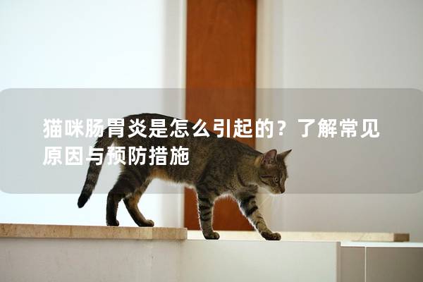 猫咪肠胃炎是怎么引起的？了解常见原因与预防措施