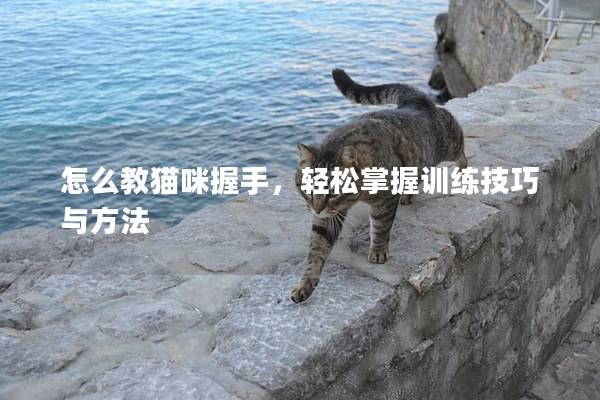 怎么教猫咪握手，轻松掌握训练技巧与方法