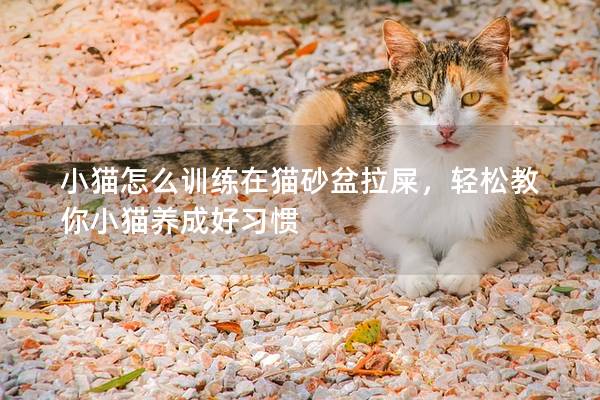 小猫怎么训练在猫砂盆拉屎，轻松教你小猫养成好习惯