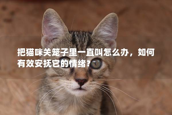 把猫咪关笼子里一直叫怎么办，如何有效安抚它的情绪？