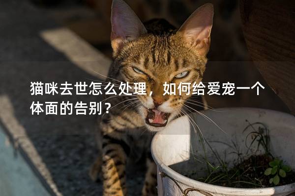 猫咪去世怎么处理，如何给爱宠一个体面的告别？