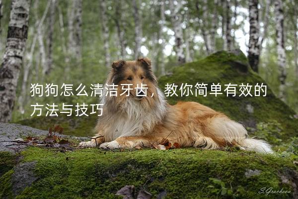 狗狗怎么清洁牙齿，教你简单有效的方法与技巧