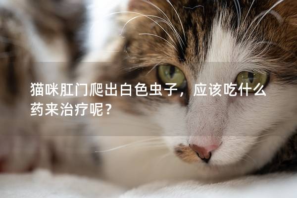 猫咪肛门爬出白色虫子，应该吃什么药来治疗呢？