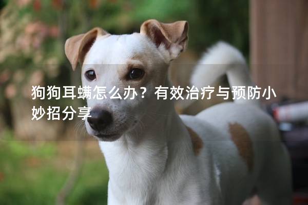 狗狗耳螨怎么办？有效治疗与预防小妙招分享