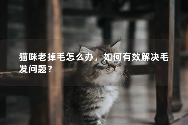 猫咪老掉毛怎么办，如何有效解决毛发问题？