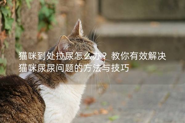 猫咪到处拉尿怎么办？教你有效解决猫咪尿尿问题的方法与技巧