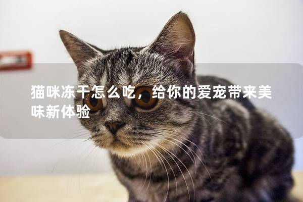 猫咪冻干怎么吃，给你的爱宠带来美味新体验