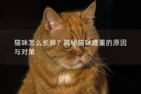 猫咪怎么长胖？揭秘猫咪增重的原因与对策