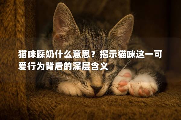 猫咪踩奶什么意思？揭示猫咪这一可爱行为背后的深层含义