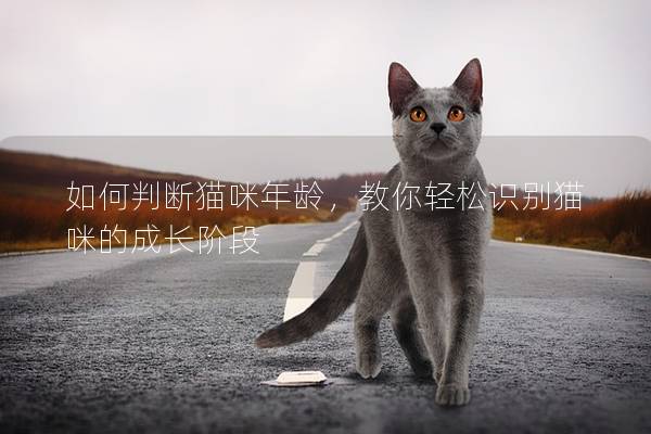 如何判断猫咪年龄，教你轻松识别猫咪的成长阶段