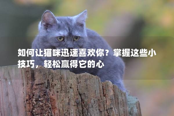 如何让猫咪迅速喜欢你？掌握这些小技巧，轻松赢得它的心