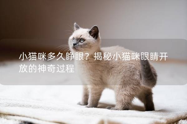 小猫咪多久睁眼？揭秘小猫咪眼睛开放的神奇过程