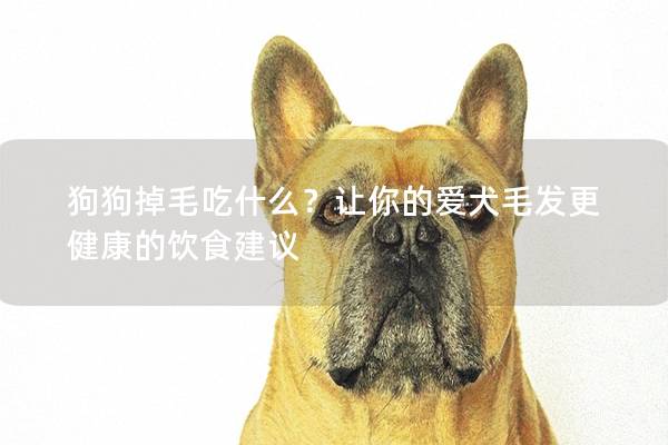 狗狗掉毛吃什么？让你的爱犬毛发更健康的饮食建议