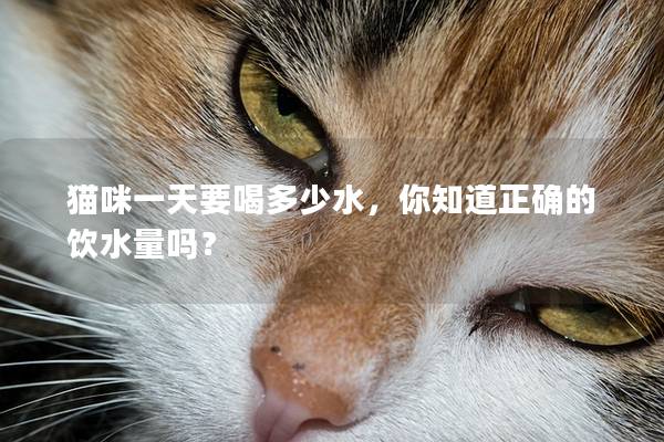 猫咪一天要喝多少水，你知道正确的饮水量吗？