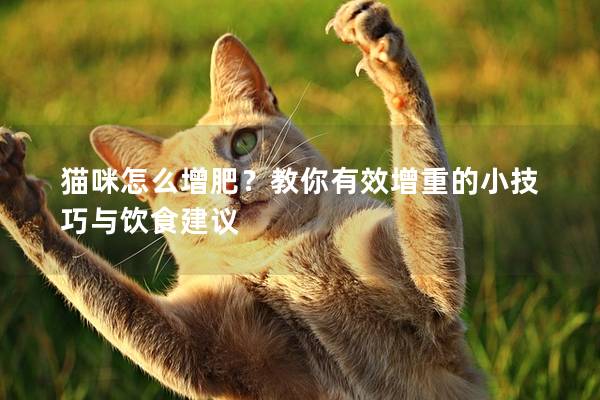 猫咪怎么增肥？教你有效增重的小技巧与饮食建议