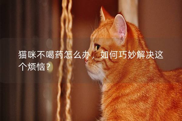 猫咪不喝药怎么办，如何巧妙解决这个烦恼？