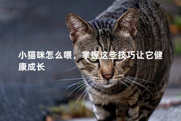 小猫咪怎么喂，掌握这些技巧让它健康成长