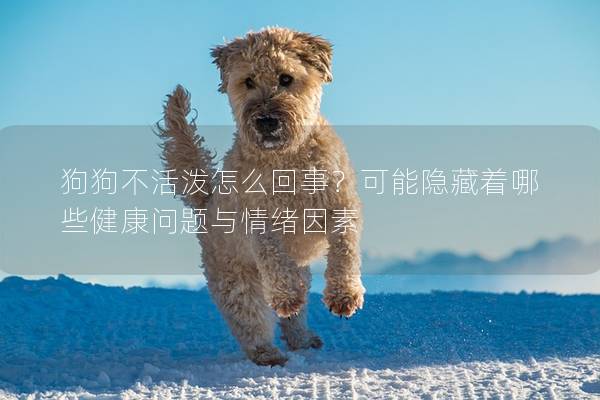 狗狗不活泼怎么回事？可能隐藏着哪些健康问题与情绪因素