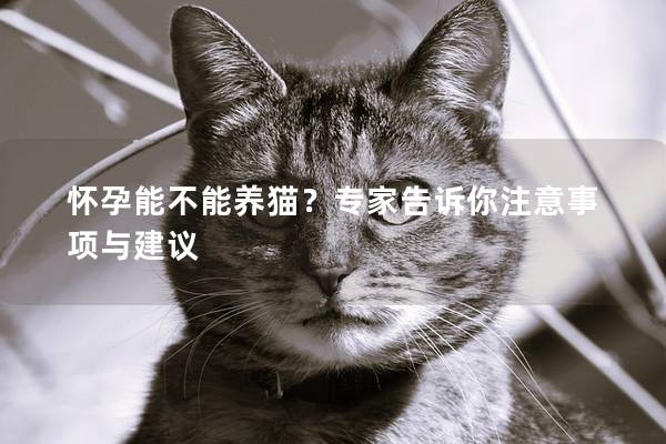 怀孕能不能养猫？专家告诉你注意事项与建议