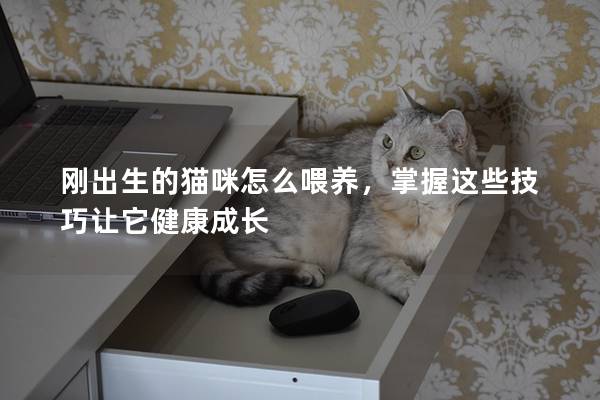 刚出生的猫咪怎么喂养，掌握这些技巧让它健康成长