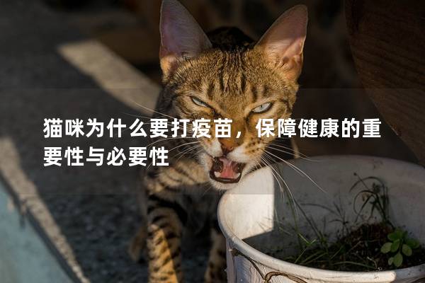 猫咪为什么要打疫苗，保障健康的重要性与必要性