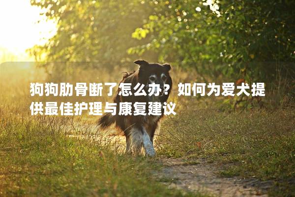 狗狗肋骨断了怎么办？如何为爱犬提供最佳护理与康复建议