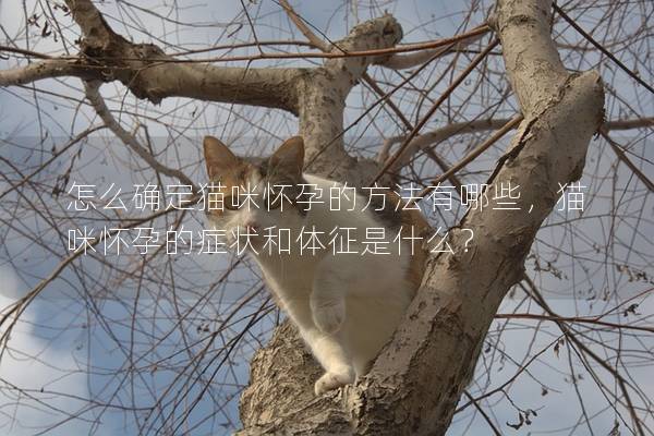 怎么确定猫咪怀孕的方法有哪些，猫咪怀孕的症状和体征是什么？