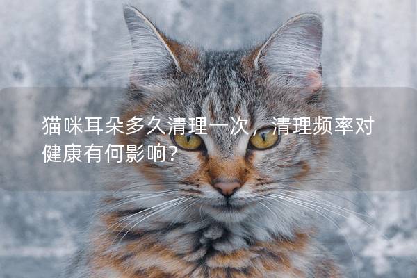 猫咪耳朵多久清理一次，清理频率对健康有何影响？