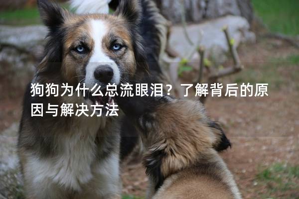 狗狗为什么总流眼泪？了解背后的原因与解决方法