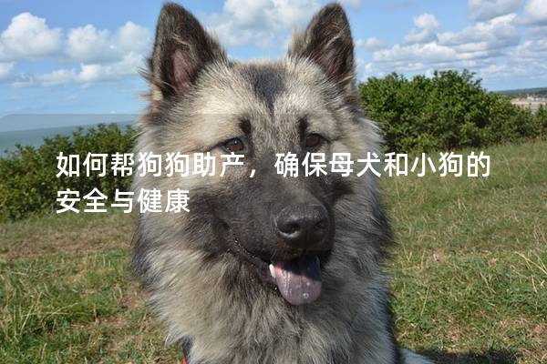 如何帮狗狗助产，确保母犬和小狗的安全与健康