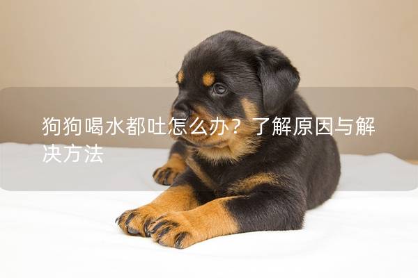 狗狗喝水都吐怎么办？了解原因与解决方法