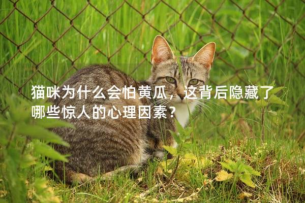 猫咪为什么会怕黄瓜，这背后隐藏了哪些惊人的心理因素？