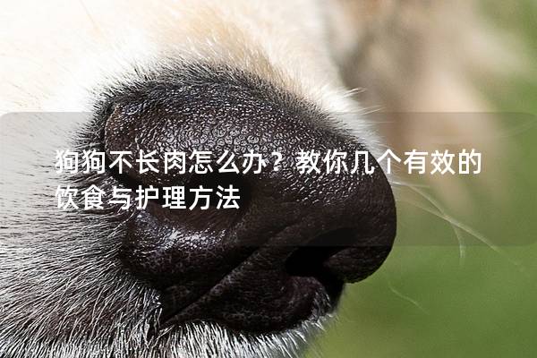 狗狗不长肉怎么办？教你几个有效的饮食与护理方法