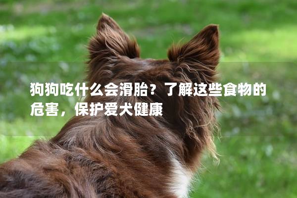 狗狗吃什么会滑胎？了解这些食物的危害，保护爱犬健康