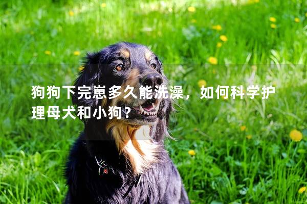 狗狗下完崽多久能洗澡，如何科学护理母犬和小狗？