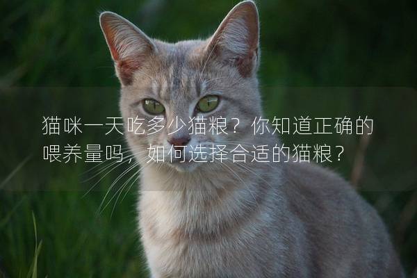 猫咪一天吃多少猫粮？你知道正确的喂养量吗，如何选择合适的猫粮？