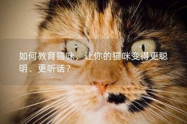 如何教育猫咪，让你的猫咪变得更聪明、更听话？