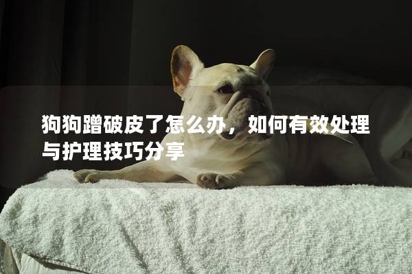 狗狗蹭破皮了怎么办，如何有效处理与护理技巧分享