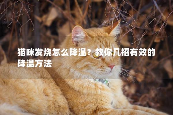 猫咪发烧怎么降温？教你几招有效的降温方法