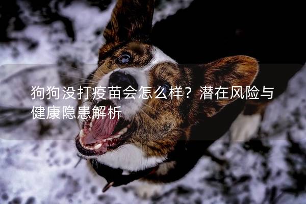 狗狗没打疫苗会怎么样？潜在风险与健康隐患解析