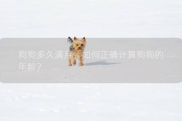 狗狗多久满月，如何正确计算狗狗的年龄？