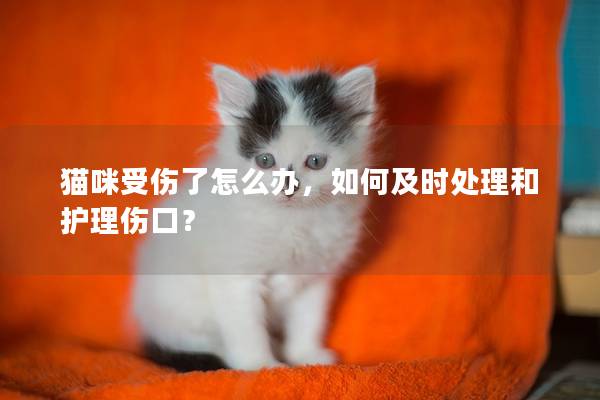 猫咪受伤了怎么办，如何及时处理和护理伤口？