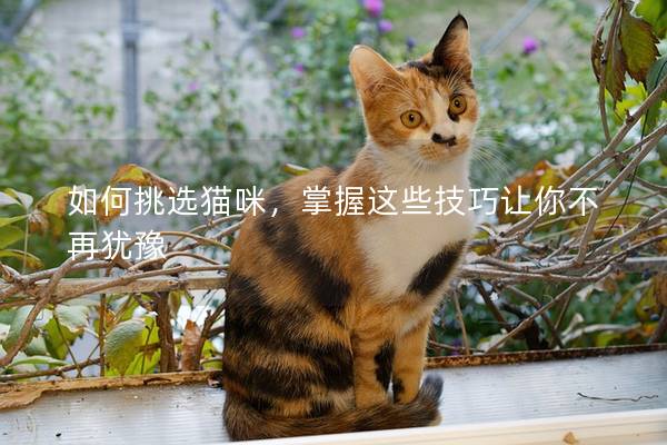 如何挑选猫咪，掌握这些技巧让你不再犹豫