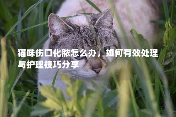 猫咪伤口化脓怎么办，如何有效处理与护理技巧分享