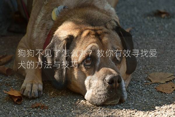 狗狗不见了怎么办？教你有效寻找爱犬的方法与技巧