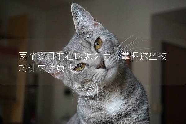 两个多月的猫咪怎么养，掌握这些技巧让它健康快乐