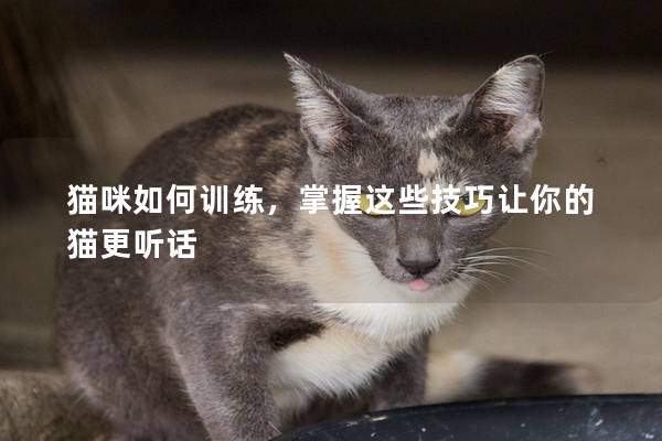 猫咪如何训练，掌握这些技巧让你的猫更听话