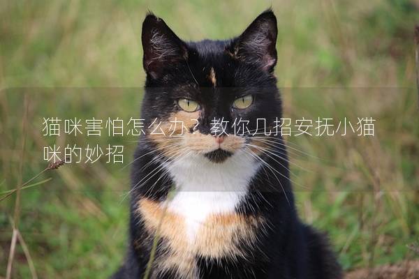 猫咪害怕怎么办？教你几招安抚小猫咪的妙招