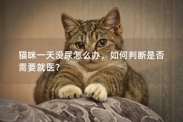 猫咪一天没尿怎么办，如何判断是否需要就医？